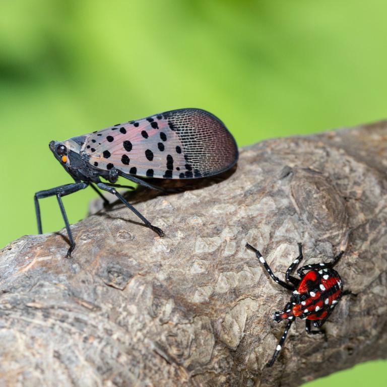 LF-spotted lanternfly (Lycorma delicatula) winged adult 4th instar nymph (red body) in Pennsylvania, on July 20, 2018. USDA-ARS Photo by Stephen Ausmus.