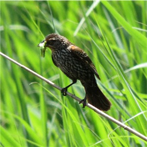 Female Red-Winged Blackbird