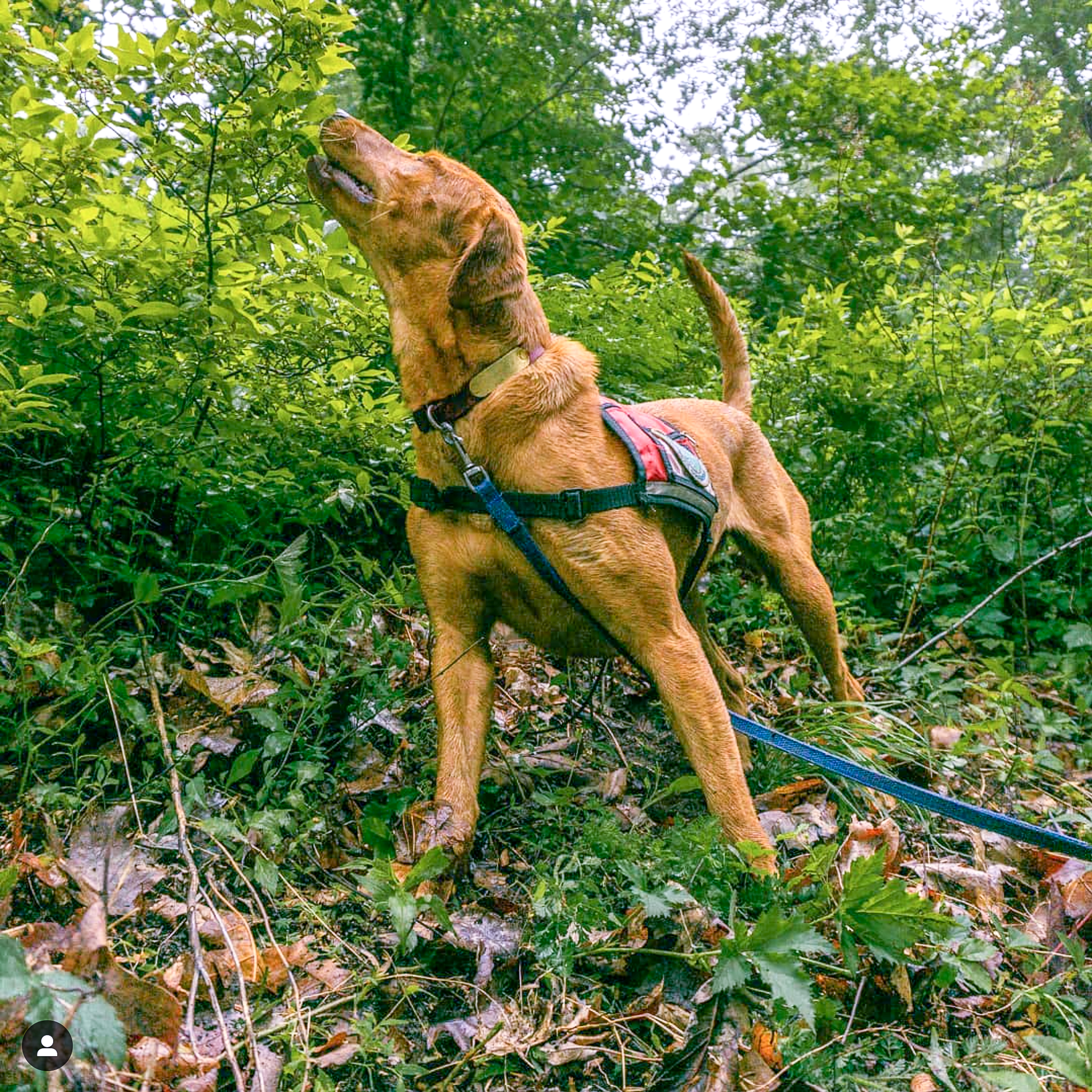 Conservation Dog Dia Sniffing. Photo by Arden Blumenthal