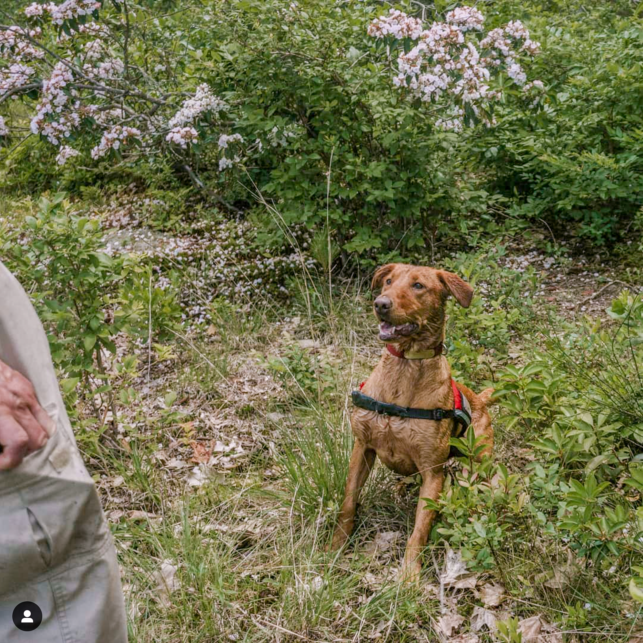 Conservation Dog Dia Sitting. Photo by Arden Blumenthal