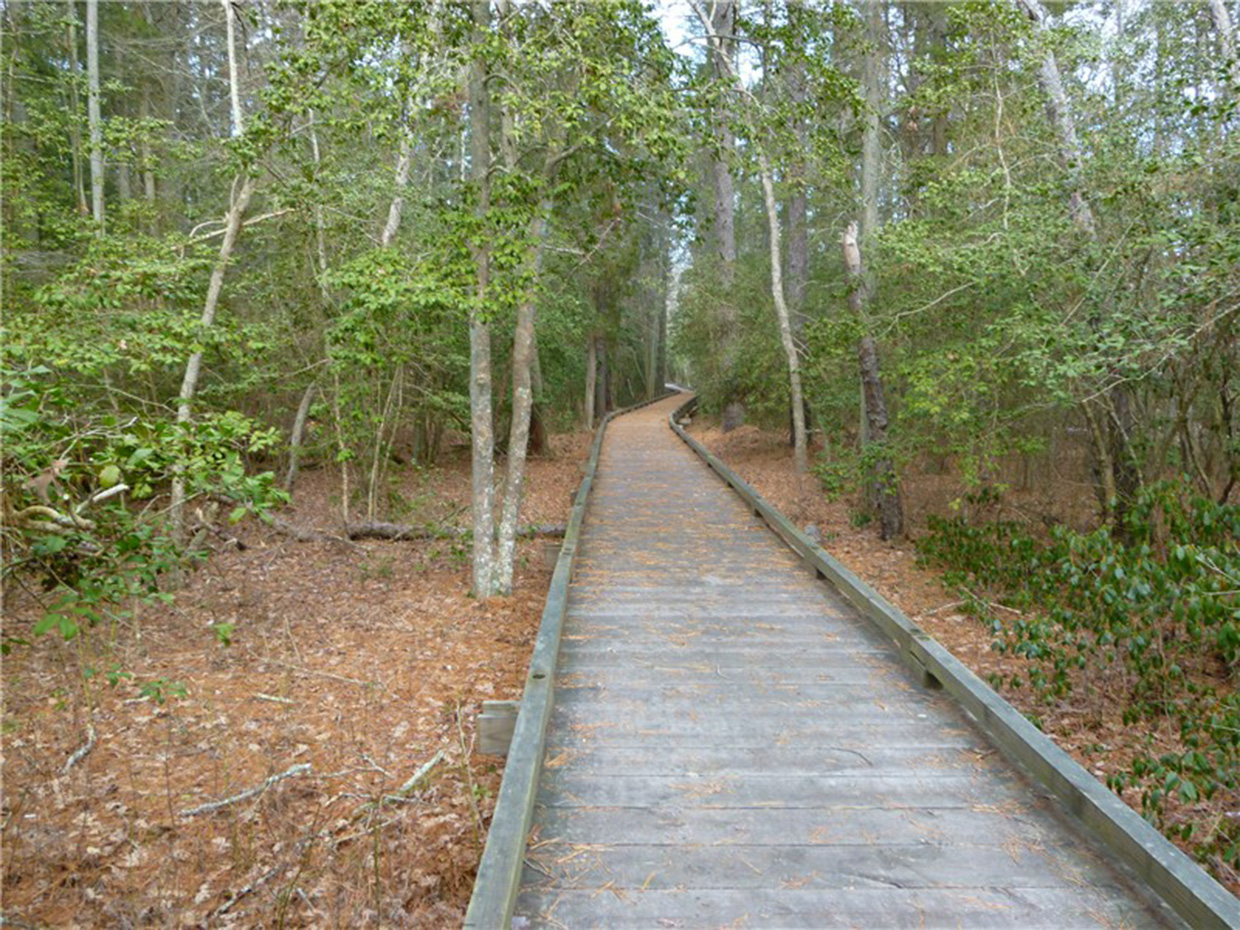 Boardwalk through Estell Manor Park - Photo credit: Daniela Wagstaff