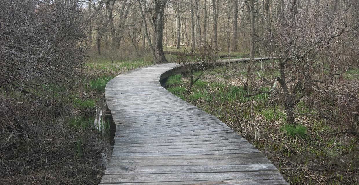 Meandering Boardwalk through Swamps in Lord Stirling Park - Photo credit: Daniel Chazin