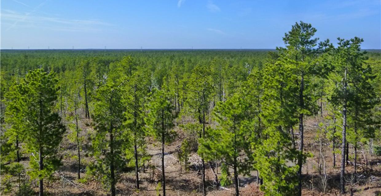 View of the Pinelands from the Observation Tower - Jakes Branch County Park - Photo credit: Daniela Wagstaff
