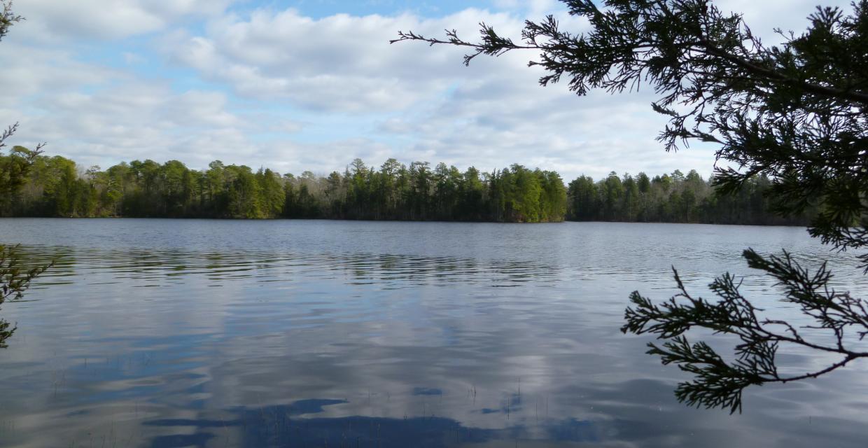 East Creek Pond at Belleplain State Forest - Photo by Daniela Wagstaff