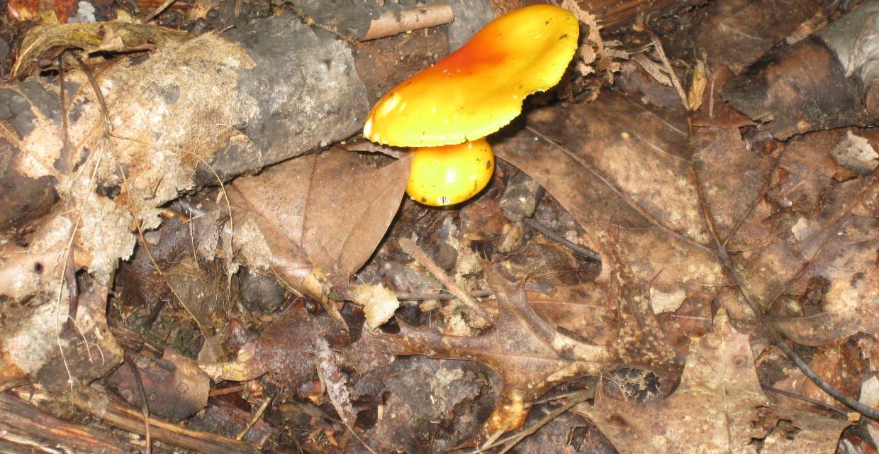 Mushroom by a log Photo:Jane Daniels