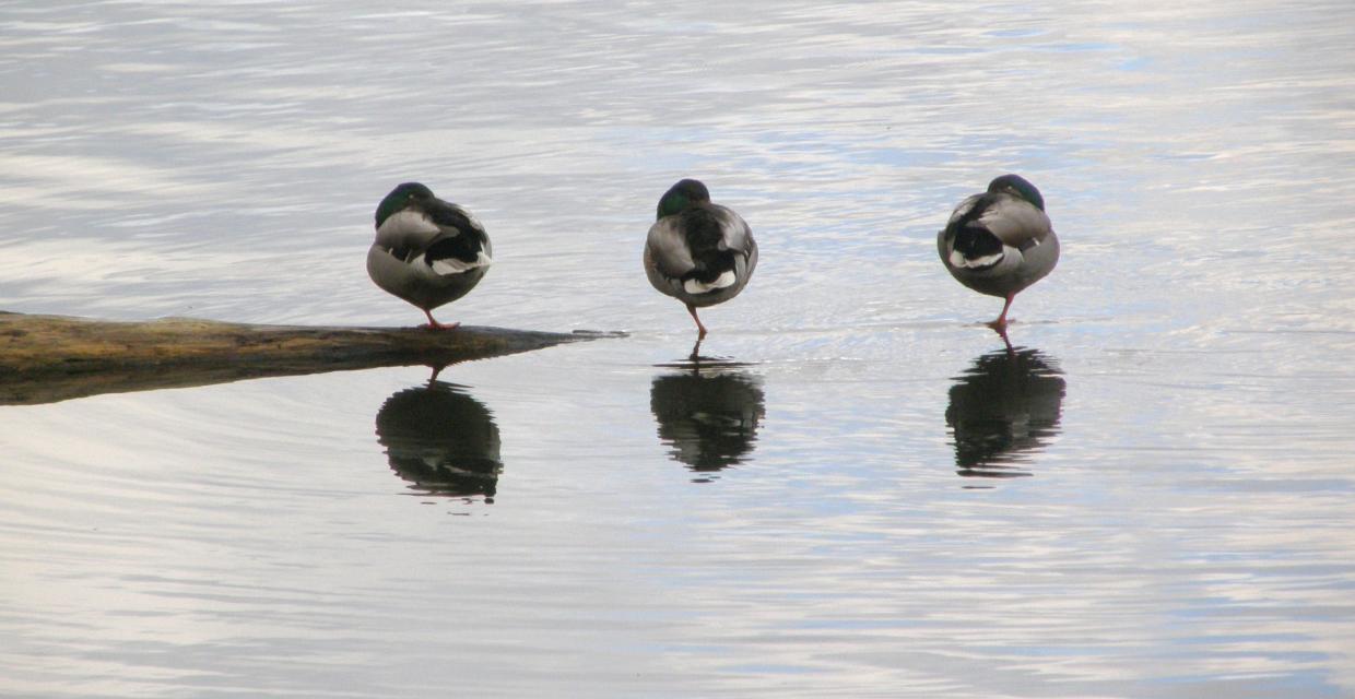 Ducks at Swan Lake Photo Walt Daniels