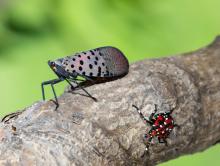 LF-spotted lanternfly (Lycorma delicatula) winged adult 4th instar nymph (red body) in Pennsylvania, on July 20, 2018. USDA-ARS Photo by Stephen Ausmus.
