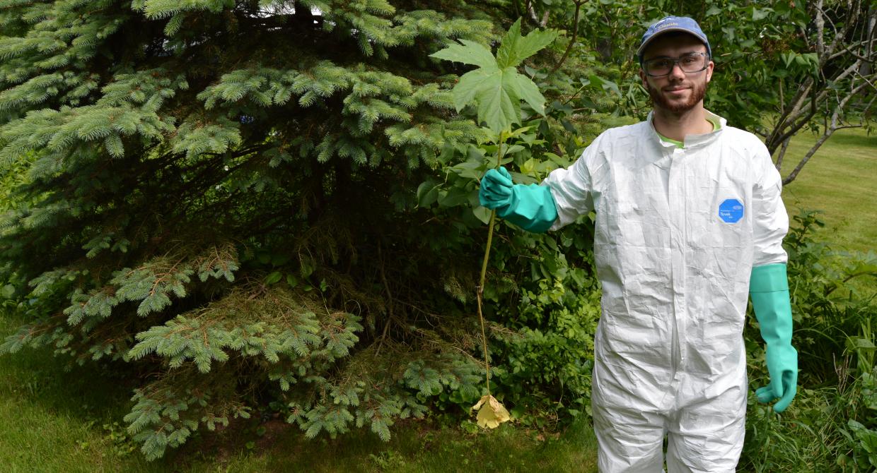 Invasives Strike Force crew member holding invasive Giant hogweed. Photo by Daniel Pollard