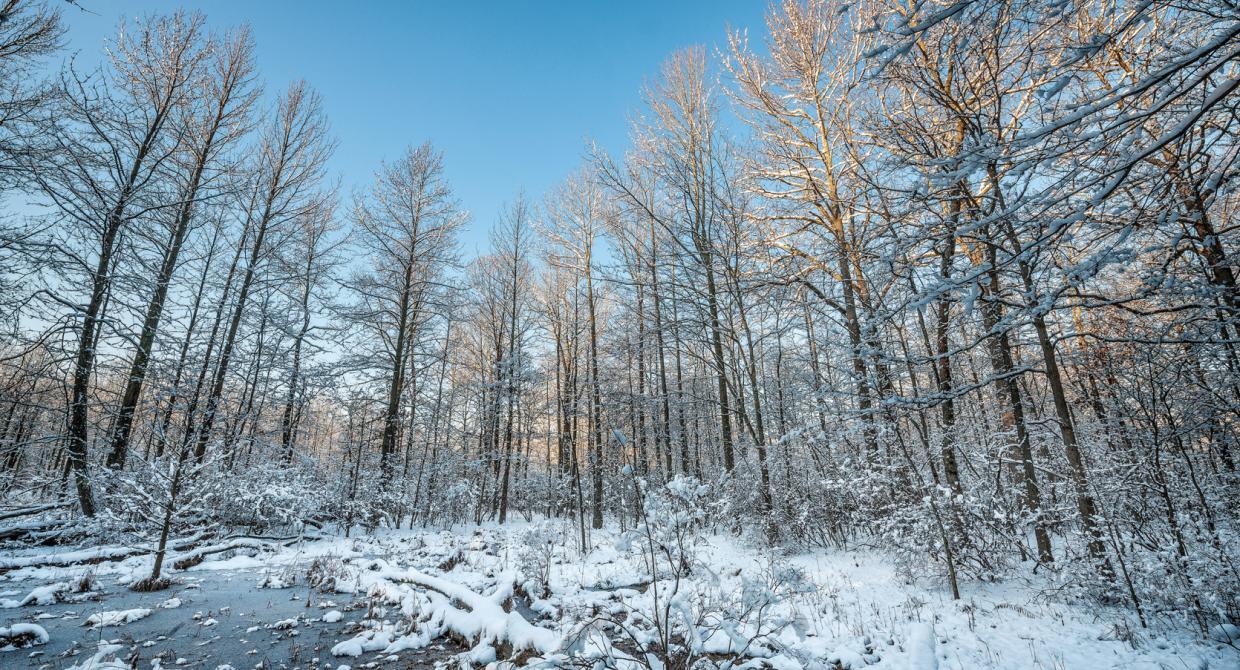 Great Swamp National Wildlife Refuge: one of New Jersey's wilderness areas. Photo by Mike Tschappat.