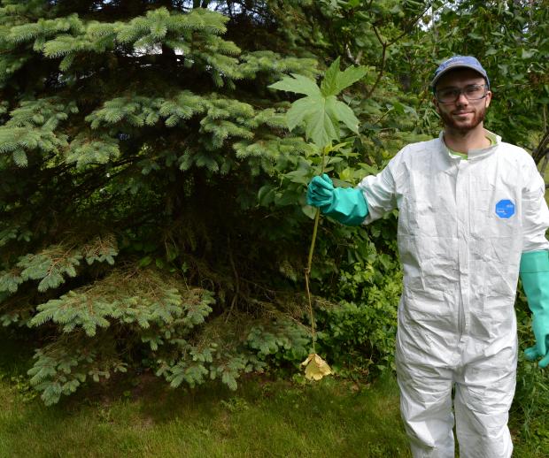 Invasives Strike Force crew member holding invasive Giant hogweed. Photo by Daniel Pollard