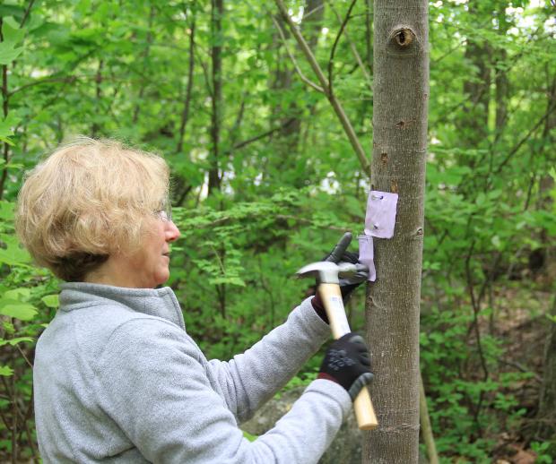 Trail Maintenance in Ramapo Mountain. Photo by Dan Roman.