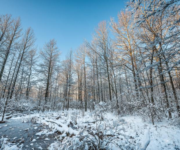 Great Swamp National Wildlife Refuge: one of New Jersey's wilderness areas. Photo by Mike Tschappat.