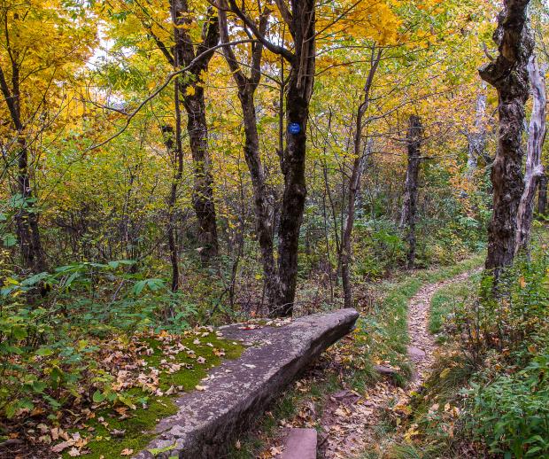 The Long Path in the Catskill's Windham High Peak. Photo by Steve Aaron.