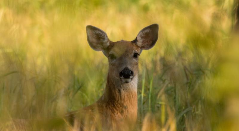 Deer. Photo by James Hammond.