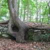Tree roots flowing over a stone wall Photo: Jane Daniels