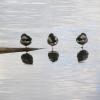 Ducks at Swan Lake Photo Walt Daniels